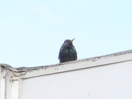 P1160455